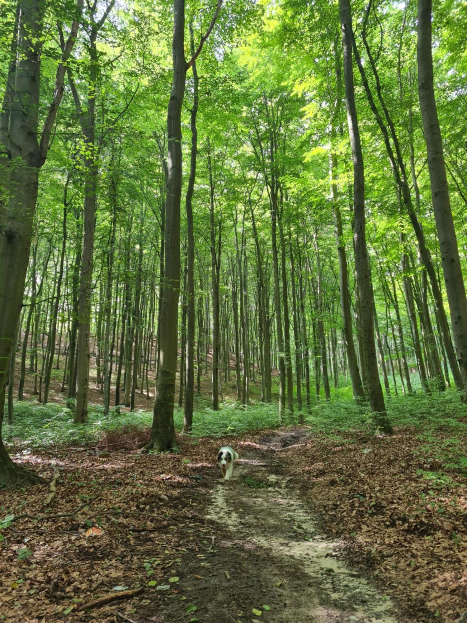 Wigwam Dom Z Basenem Na Kaszubach Villa Sulęczyno Kültér fotó